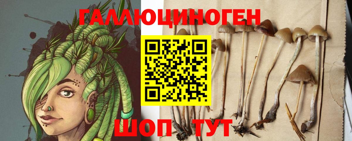 Ижевск  Галлюциногенные грибы Psilocybe  Вход с VPN  Псилоцибиновые грибы прущие грибы 